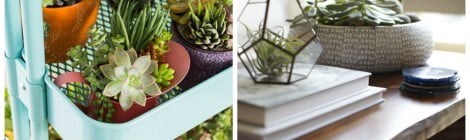 5 plantas ideais para apartamentos