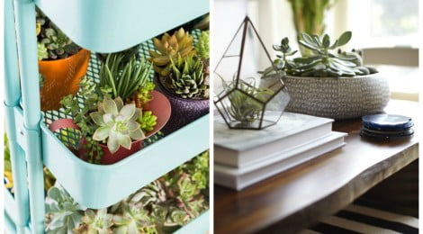 5 plantas ideais para apartamentos