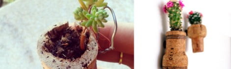 Como plantar dentro de rolhas - DIY