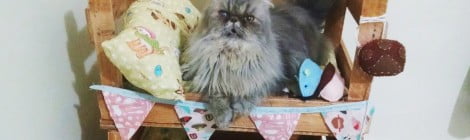 Como fazer beliche para gatos com caixotes
