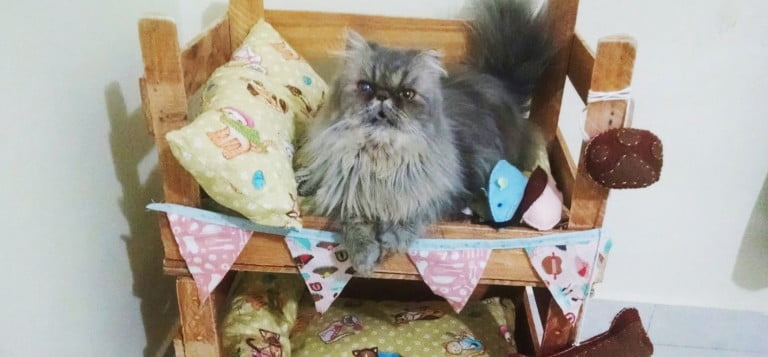Como fazer beliche para gatos com caixotes