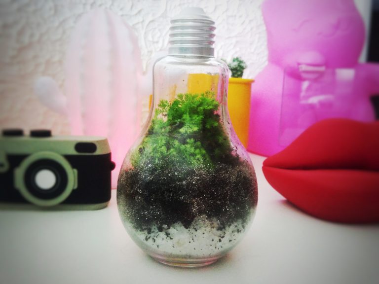 Como fazer terrário em uma lâmpada – DIY