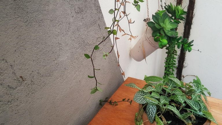 Como fazer parede de cimento queimado com vasos para plantas