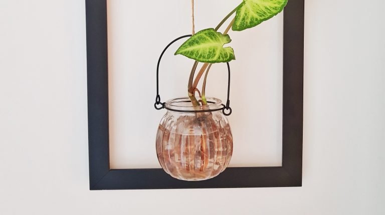Como fazer um quadro com planta