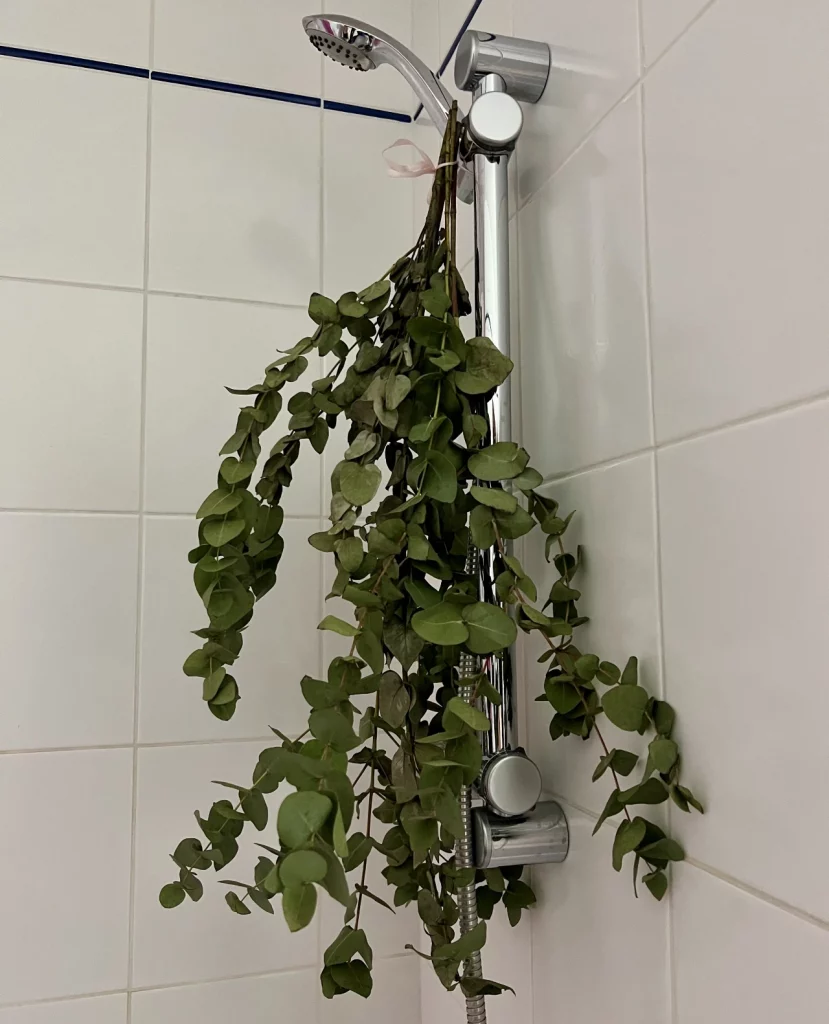Ramos de eucalipto pendurados na ducha do banheiro.