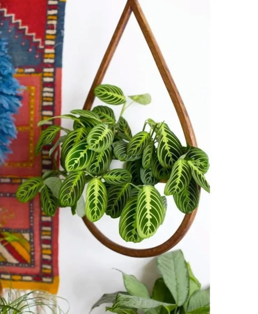 Planta maranta em vaso pendurado, com gota de madeira em volta e tapeçaria na parede.