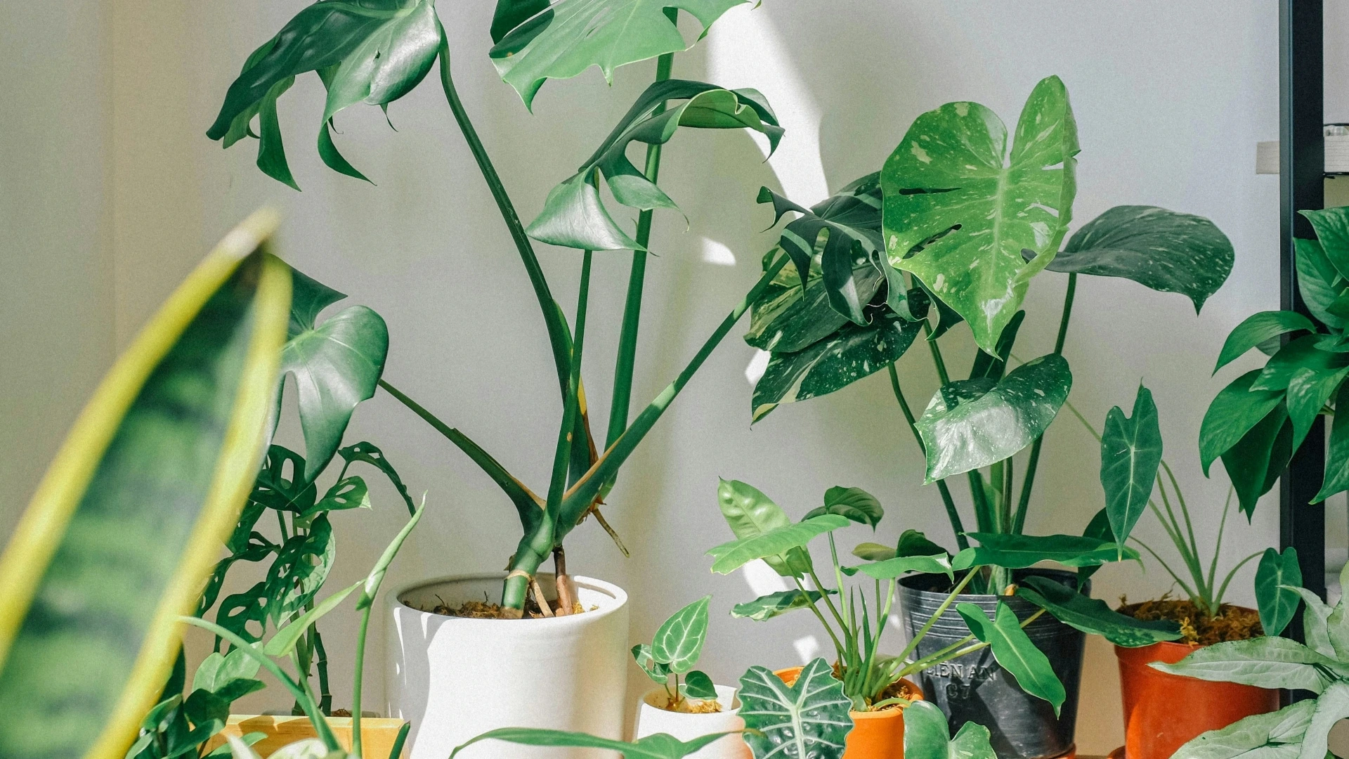 Huy Phan via Unsplash