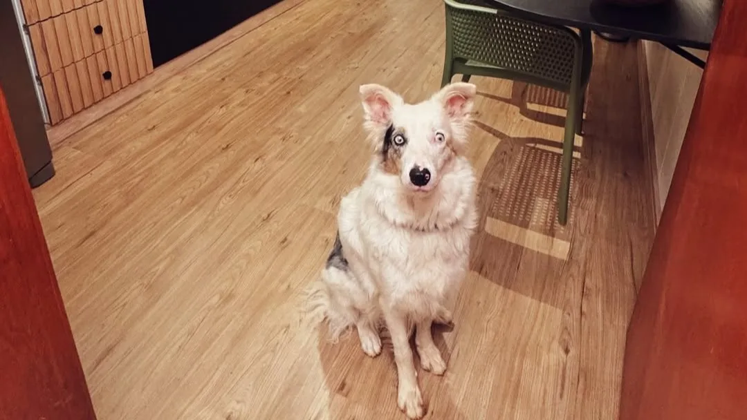 Piso vinílico adesivo imitando madeira com cachorro no centro da foto.