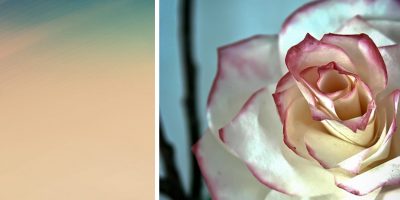 DIY: flores feitas de filtros de café