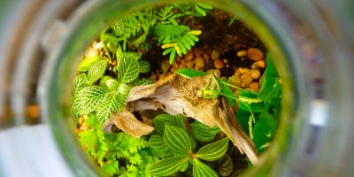 Como fazer um terrário, a “minifloresta” dentro de um vaso