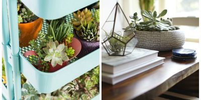 5 plantas ideais para apartamentos