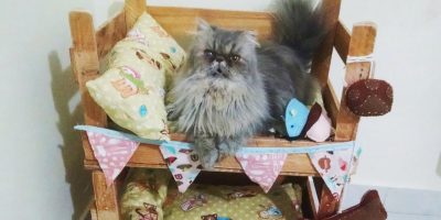 Como fazer beliche para gatos com caixotes