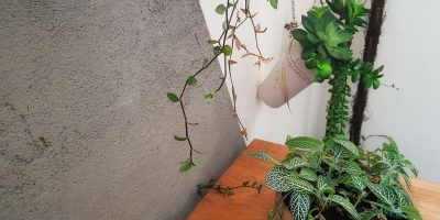 Como fazer parede de cimento queimado com vasos para plantas