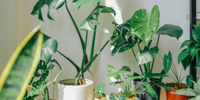 Huy Phan via Unsplash