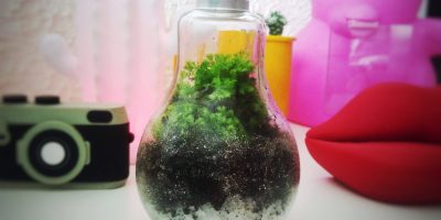 Como fazer terrário em uma lâmpada – DIY